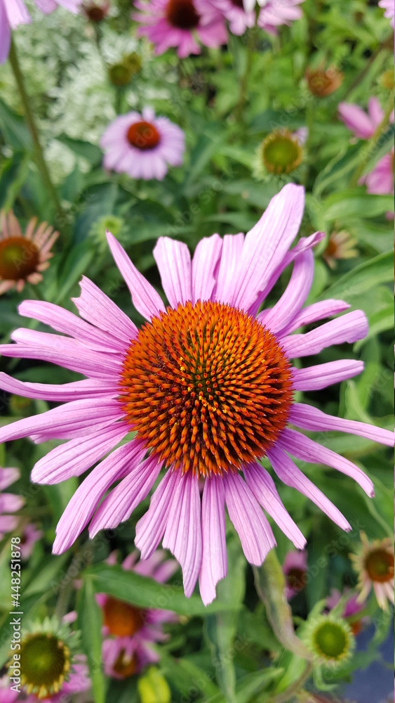 Obraz premium Close up of pink purple cone folwer