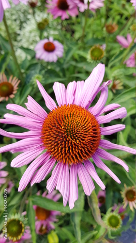Close up of pink purple cone folwer