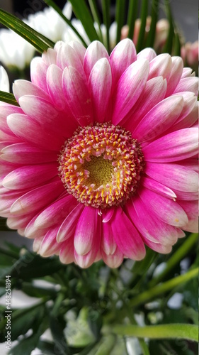Close up of pink and white gerbera flower