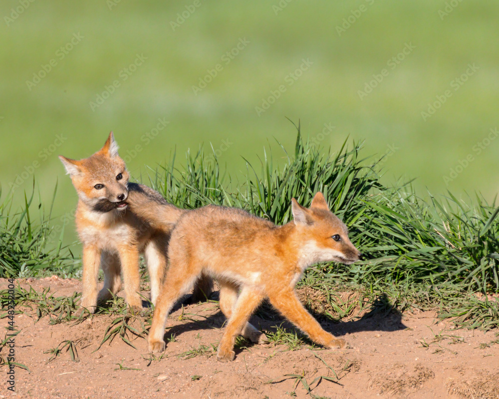 Obraz premium A red fox pup playfully bites the tail of his sibling.
