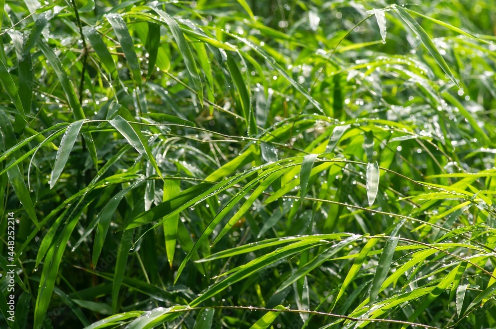 Green bamboo leaves in a rainy day Green bamboo leaves in a rainy day