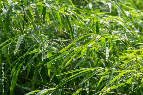 Green bamboo leaves in a rainy day