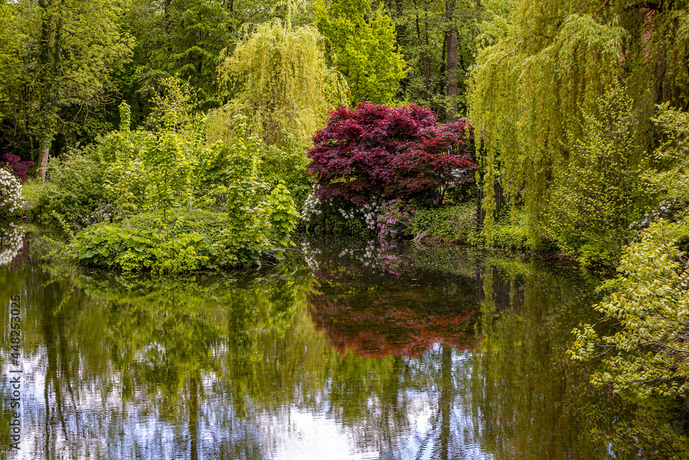 Roter Baum mit Spiegelung vor Teich Roter Baum mit Spiegelung vor Teich