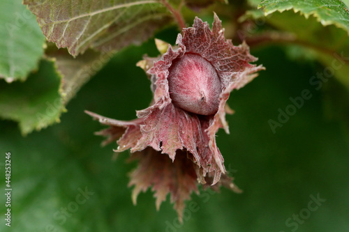 rote Haselnuss Lambertshasel  unreif in Hüllblättern