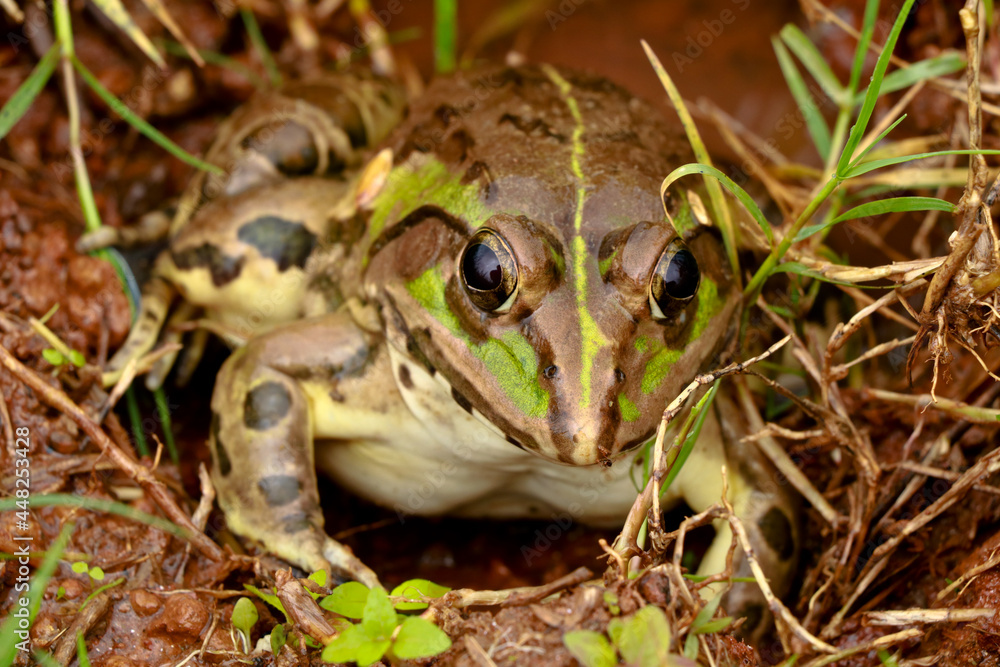 Fototapeta premium Edible frog or green frog commonly known as common water frog