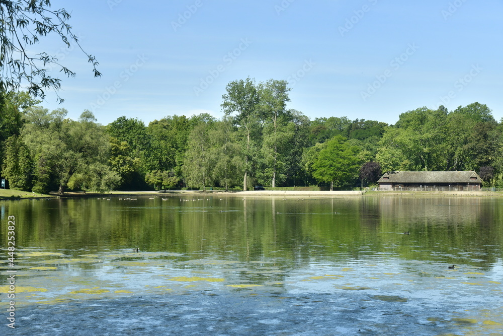 L'étang principal recouvert de micro-organisme en décomposition sous la chaleur aux Etangs Mellaerts à Woluwe-St-Pierre