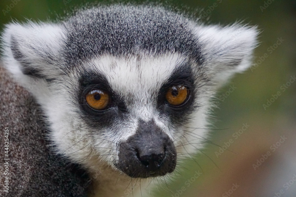 Obraz premium ring lemur