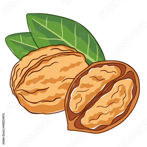 Drawing walnuts. Vector graphics for packaging. Two nuts and walnut leaves on a white background