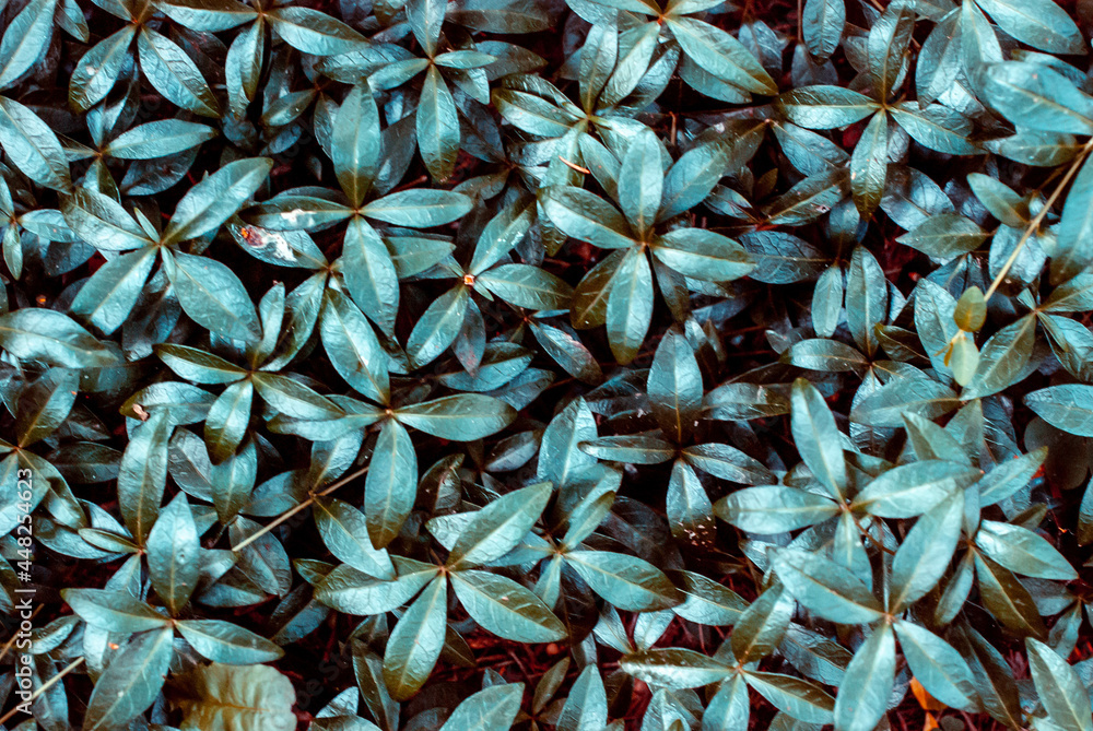 Obraz premium blue and yellow leaves