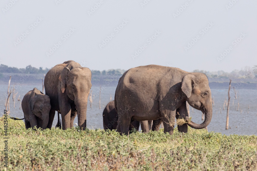 Fototapeta premium Elephant gathering at Minneriya in Sri Lanka.