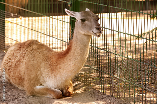 Cute guanaco in zoological ...
