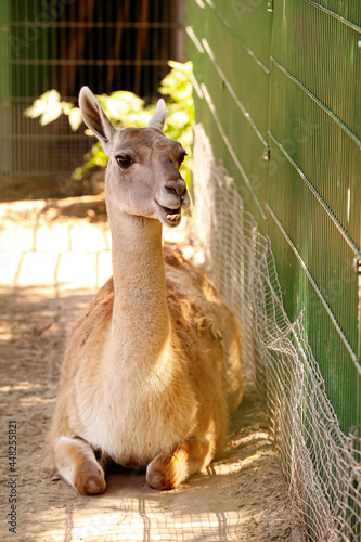 Cute guanaco in zoological ...