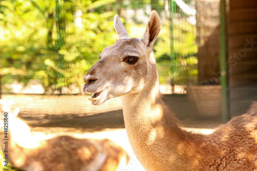 Cute guanaco in zoological ...