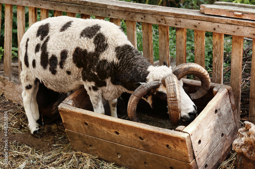 Photos Cute Jacob sheep on farm