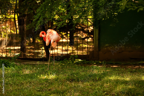 Beautiful flamingo in zoolo...