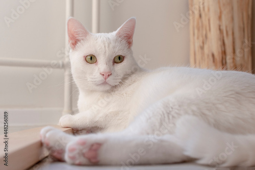 A beautiful white cat, close-up, lies on the floor of the house.