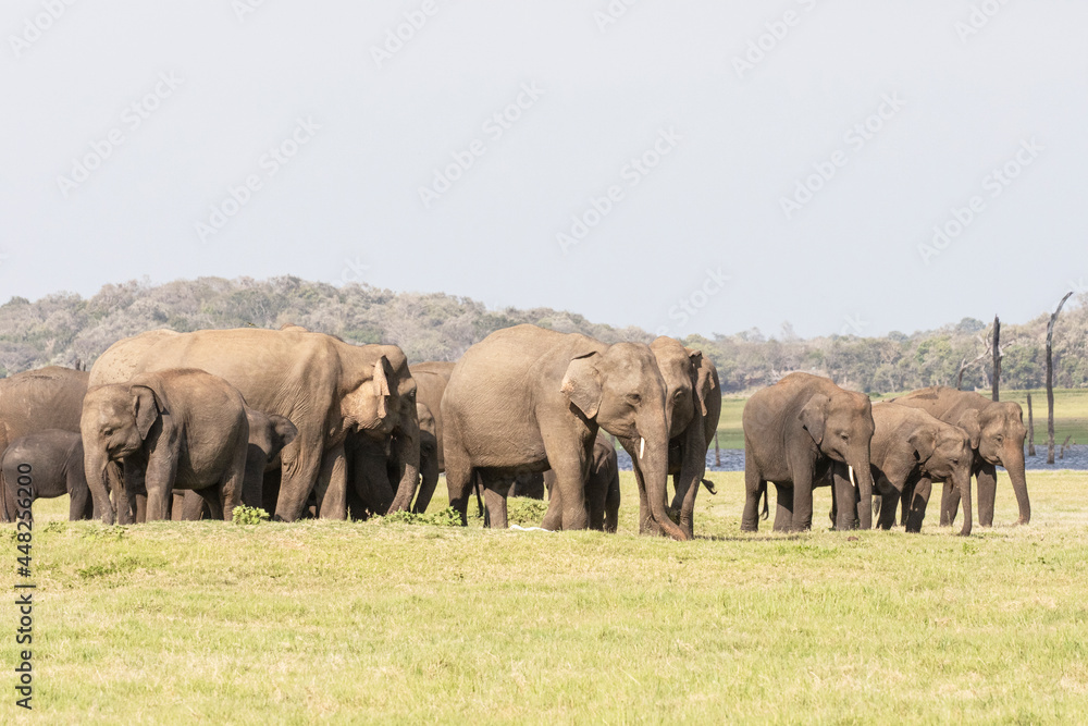 Elephant gathering at Minneriya in Sri Lanka.