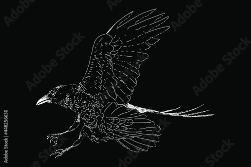 raven drawing in scratch style. vector isolated elements on the black background.