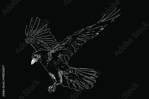 raven drawing in scratch style. vector isolated elements on the black background.