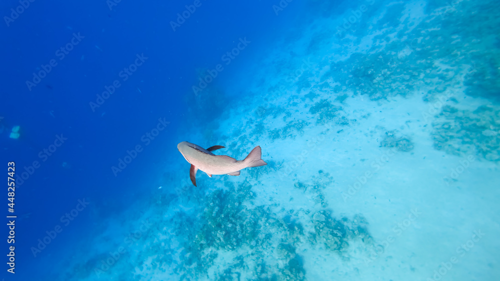 a large tropical fish swims at the bottom of the sea, swim away into the distance.