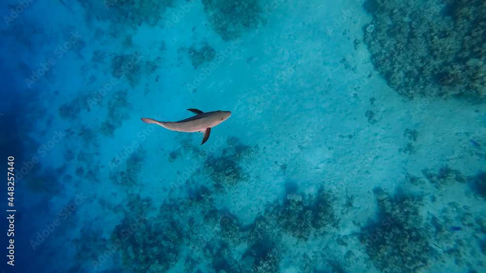 Fototapeta premium predatory tropical fish swims on the seabed amid coral in search of prey.