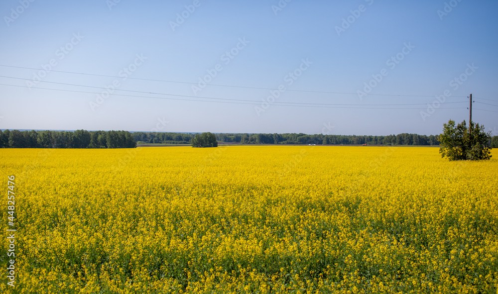 Yellow rapeseed flowers in a field against a blue sky. yellow rapeseed flowers, rape, colza, rapaseed, oilseed, canola, closeup against s sunny blue sky Yellow rapeseed flowers in a field against a blue sky. yellow rapeseed flowers, rape, colza, rapaseed, oilseed, canola, closeup against s sunny blue sky