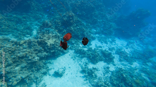 on the seabed, black fish swim near the coral.