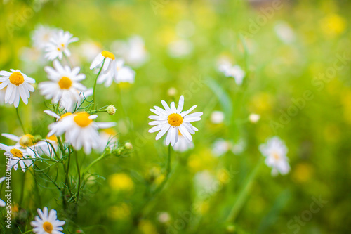 Beautiful background of many blooming daisies field. Chamomile grass close-up. Beautiful meadow in springtime full of flowering daisies with white yellow blossom and green grass 