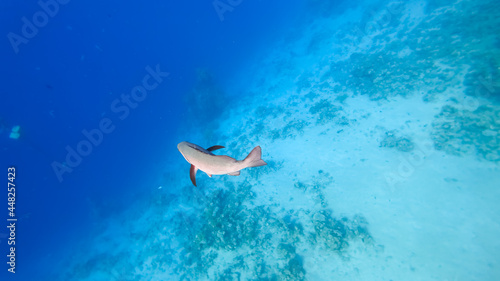 a large tropical fish swims at the bottom of the sea, swim away into the distance.