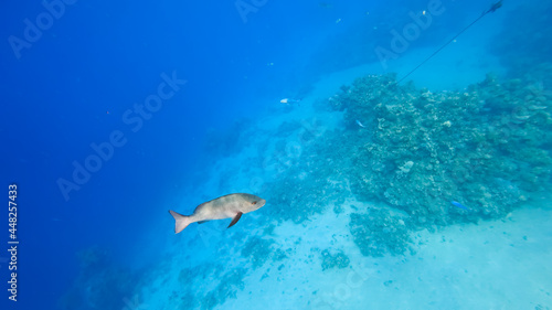 a huge gray fish swims on the seabed, it swims away into the distance.