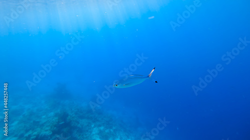 close-up of a tropical blue fish that swims on the seabed, the rays of the sun shine on it from above.