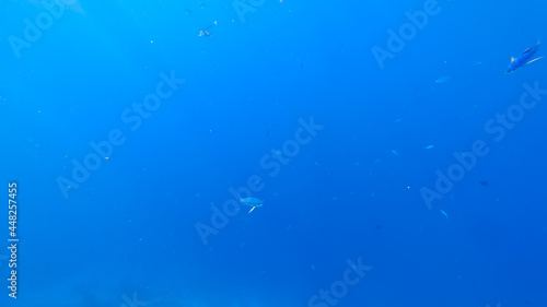 beautiful underwater background of the blue sea, on which tropical fish swim.