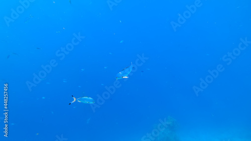 two beautiful blue tropical fish swim against the background of the blue sea  through the surface of which sunlight penetrates.