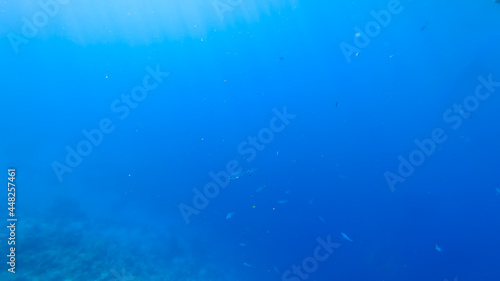 underwater background of the sea, from the surface of which the sun's rays make their way, illuminating small flocks of fish.