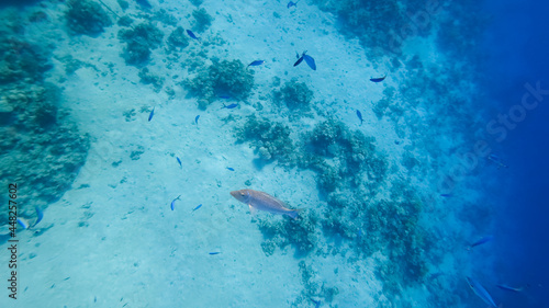 top-down view, on the background of the seabed near the coral, a variety of tropical fish swim.