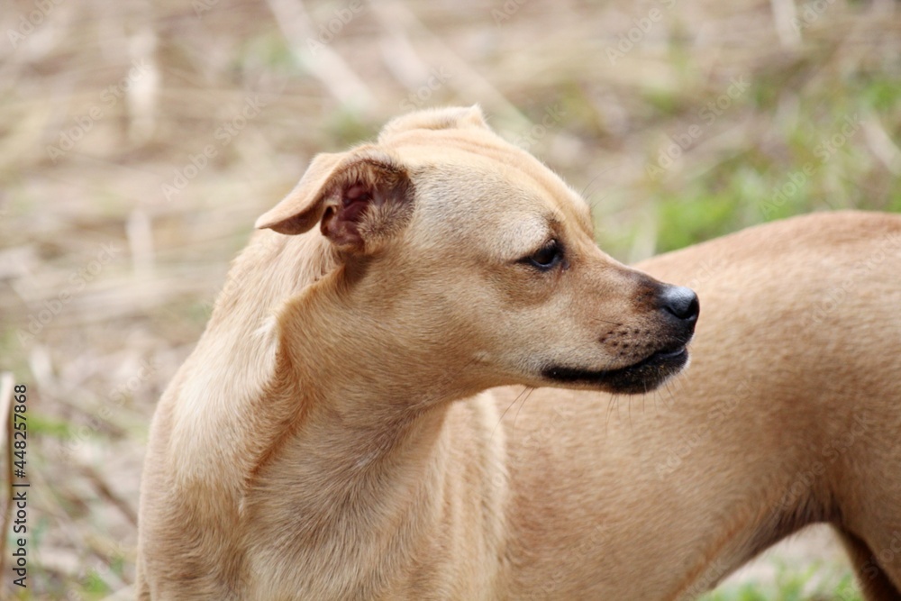cachorro au au - canis lupus familiaris cachorro au au - canis lupus familiaris