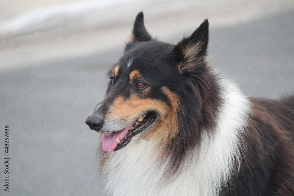 cachorro au au - canis lupus familiaris cachorro au au - canis lupus familiaris