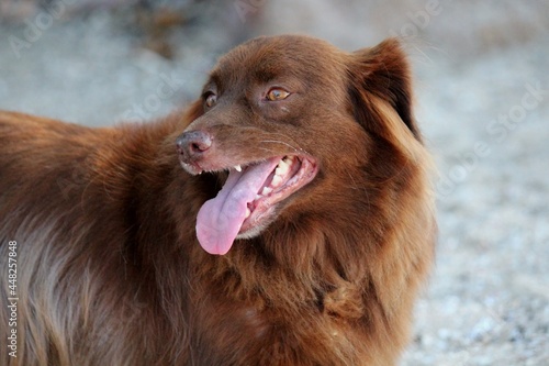 cachorro au au - canis lupus familiaris © oscaryoshinori