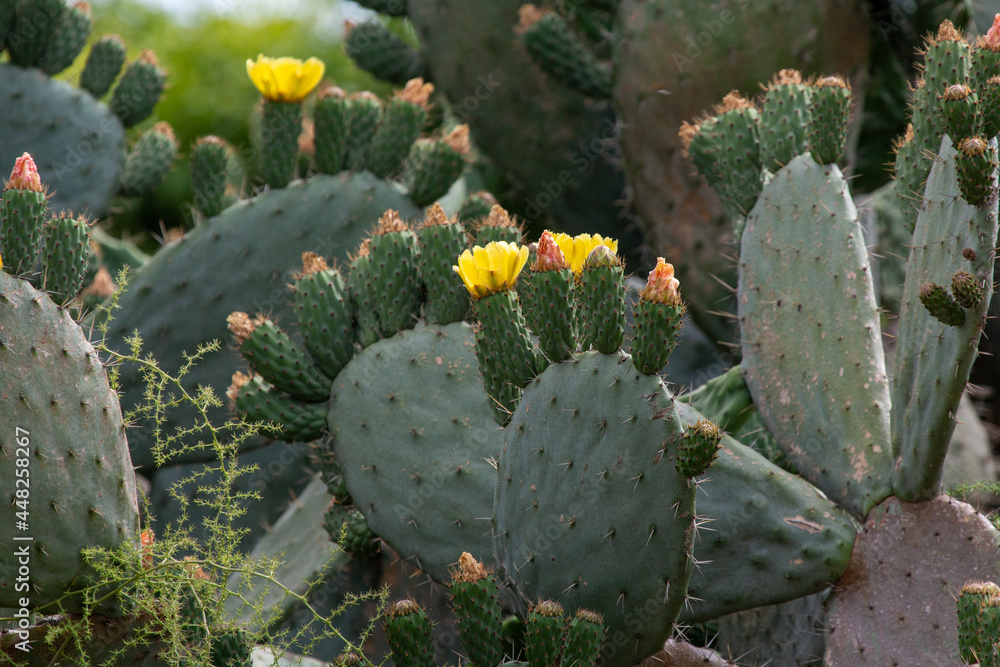 prickly cactus blooming in desert prickly cactus blooming in desert