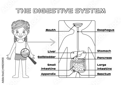 Beautiful Little Girl and Human Digestive System in Cartoon Style for Kids. Poster. A Page from Workbook. Education, Study for School Children. Black color. White background. Vector illustration