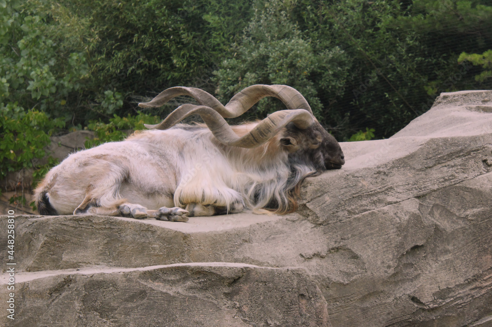 Obraz premium Markhor Sleeping