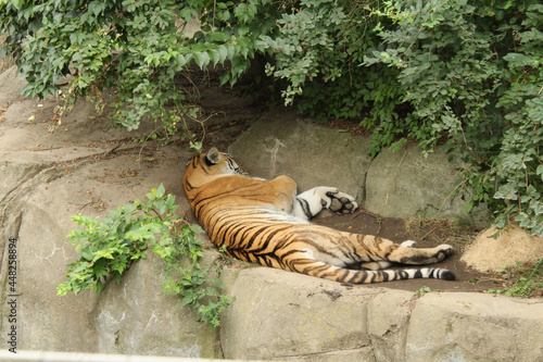 Resting Tiger photo