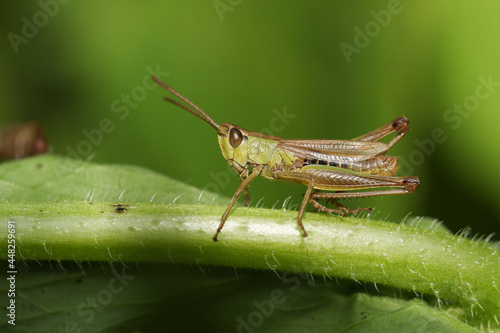 A Meadow Grasshopper, Chorthippus parallelus, on a leaf in a meadow.