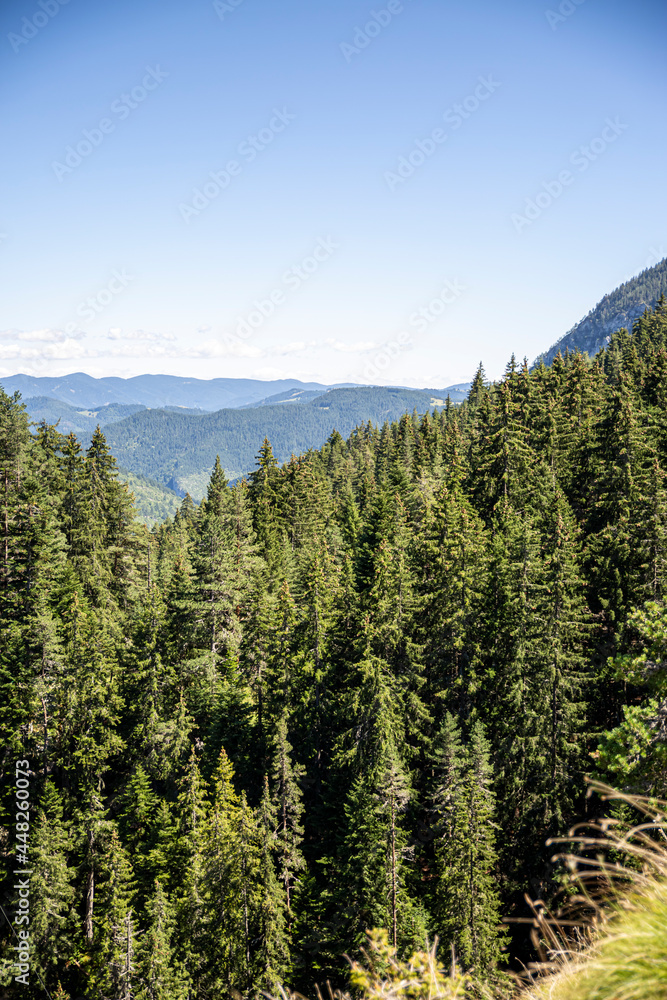 View on coniferous woods and Rocky mountains in Bulgaria. View on coniferous woods and Rocky mountains in Bulgaria.