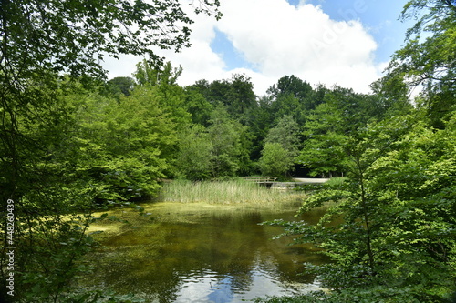 Fototapeta Naklejka Na Ścianę i Meble -  Végétation sauvage en été aux étangs des Enfants Noyés à Watermael-Boitsfort 
