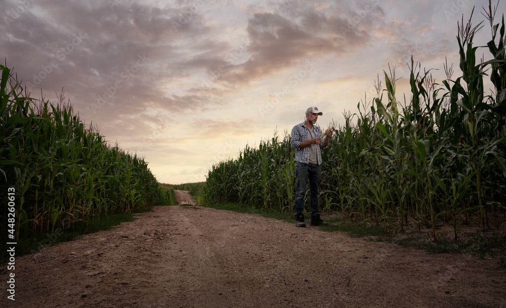 Farmer checking the quality of his corn field at the sunset with copy space
