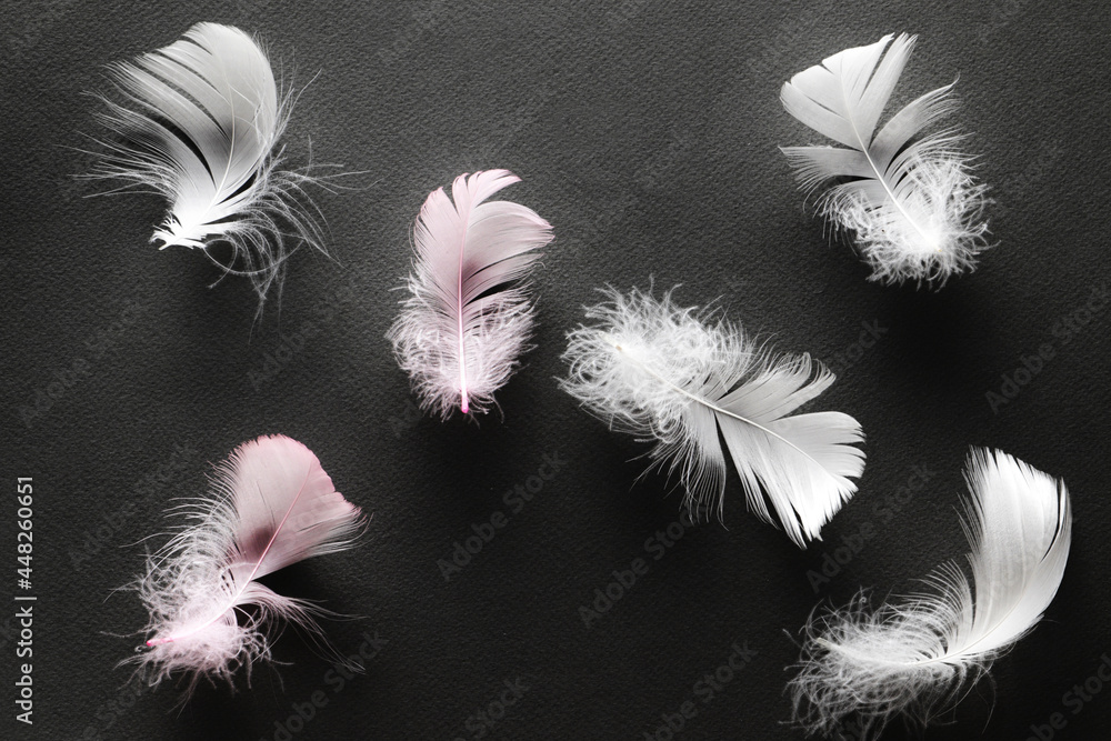 Obraz premium feathers on a colored background.