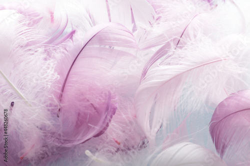 feathers on a colored background.