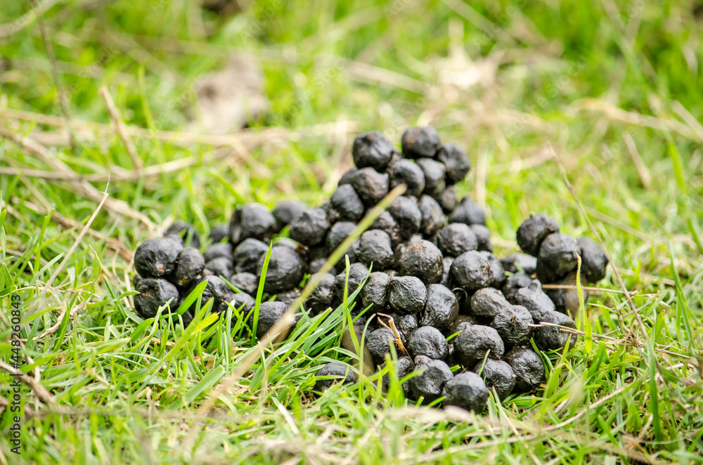 Pile of black sheep droppings in low grass Pile of black sheep droppings in low grass