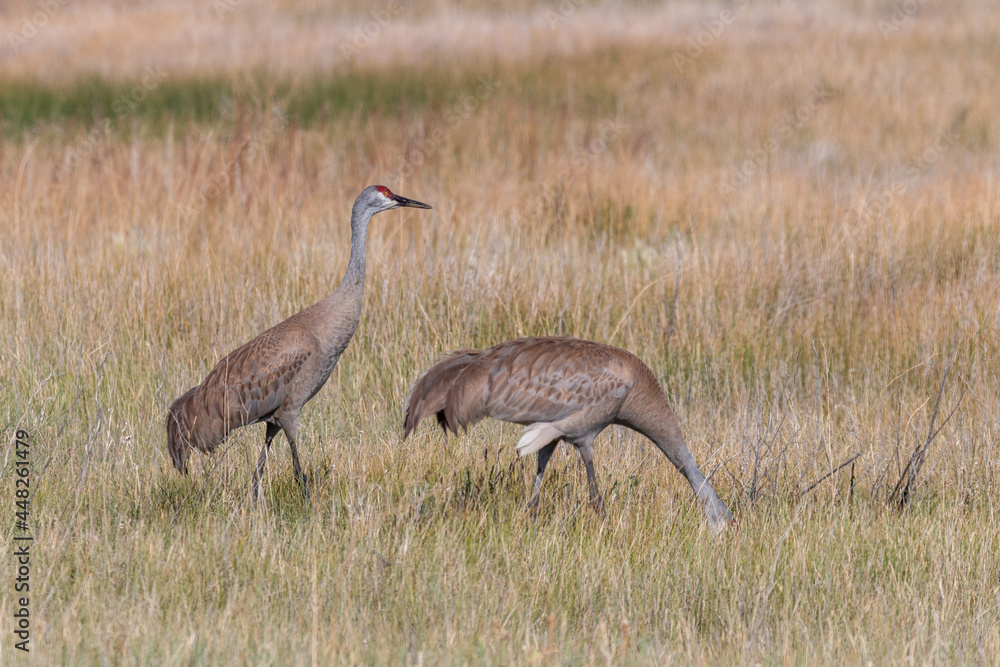 Pair of Sandhill Cranes in Idaho in Summer